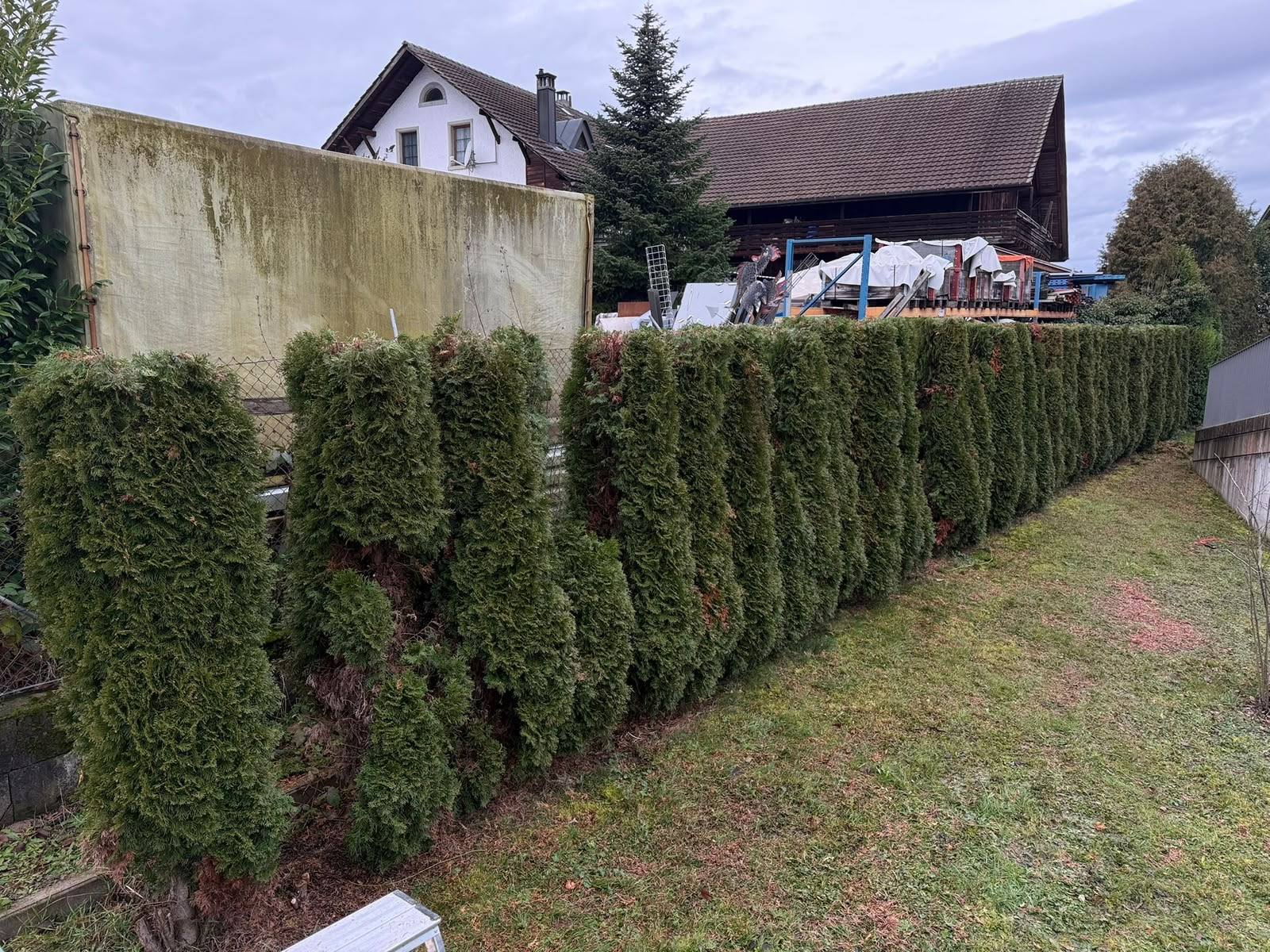 Thuja-Hecke nach dem Formschnitt